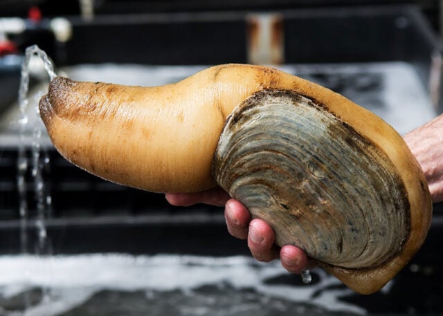 A person displays a large geoduck clam.